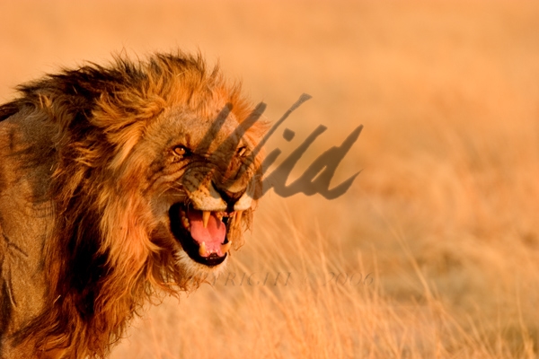www.wildimages.biz