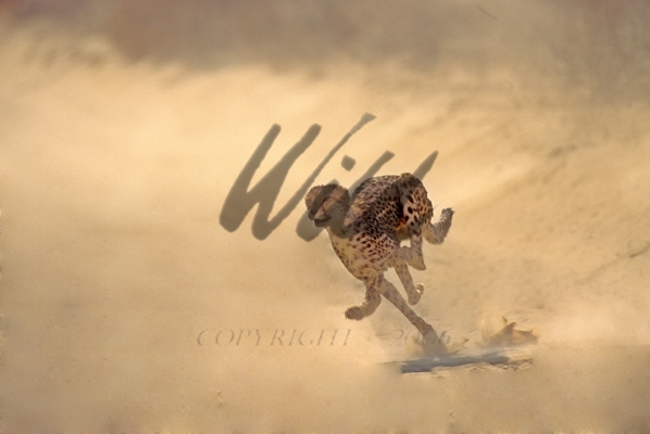Lion Chasing Prey