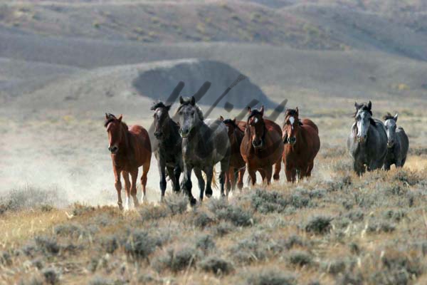 mustang horse rearing. Mustang group on Wyoming