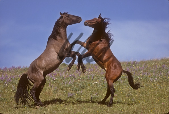 horse wallpaper wild. Advanced Search horses stallion