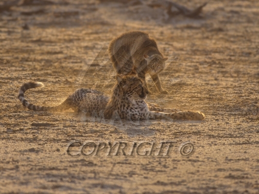 http://www.wildimages.biz/uploads/gallery/0000-0000-african-wildcat-holding-off-cheetah-35-5000.jpg