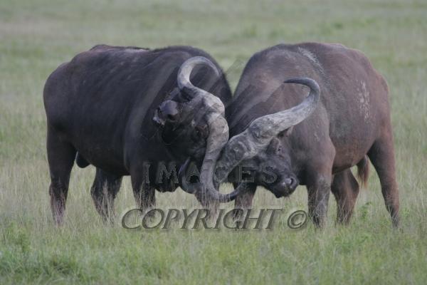 05110-04001-cape-buffalo-bulls-sparring-syncerus-caffer-rs-tanz.jpg