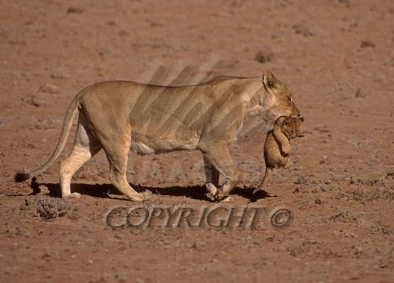 lion and lioness and cub. lion cub roaring,