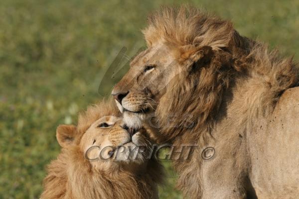 Two male african lions