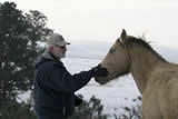 Assateague wild pony