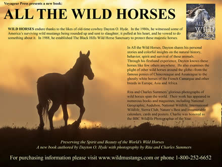 Wild Horses Brochure