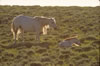 Wild Horses: Image