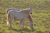 Wild Horses: Image