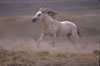 Wild Horses: Image