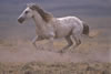 Wild Horses: Image