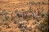 Wild Horses: Image