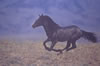 Wild Horses: Image