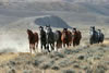 Wild Horses: Image