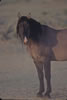 Wild Horses: Image