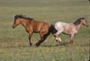 Wild Horses: Image