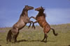 Wild Horses: Image