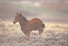 Wild Horses: Image