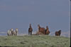 Wild Horses: Image