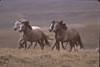 Wild Horses: Image