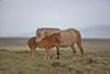 Wild Horses: Image