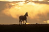 Wild Horses: Image