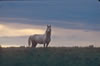 Wild Horses: Image