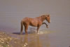 Wild Horses: Image