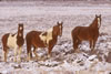 Wild Horses: Image