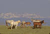 Wild Horses: Image