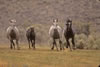 Wild Horses: Image