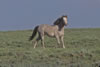 Wild Horses: Image