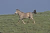 Wild Horses: Image